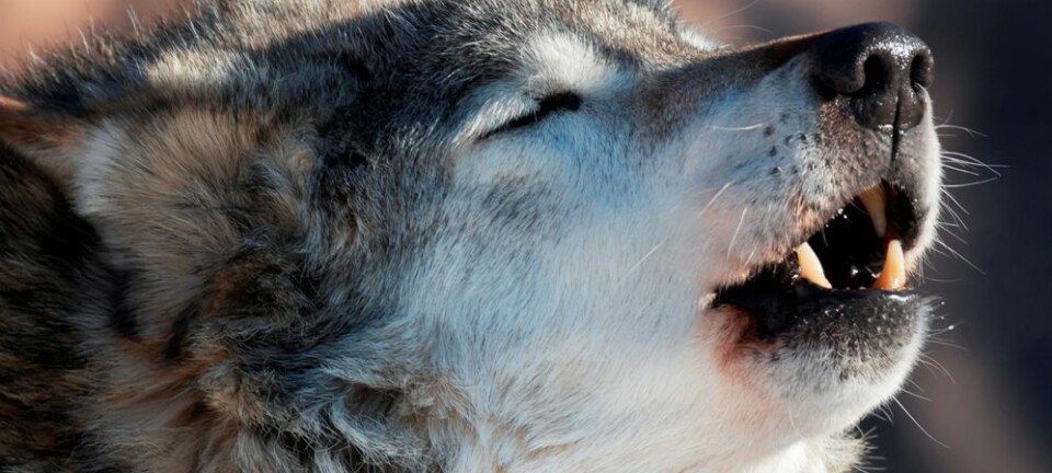 Å, er'e a'Birgit som kauker? Forskere har brukt et dataprogram til å kjenne igjen individuelle ulver, bare ved å analysere ulene deres. Colourbox