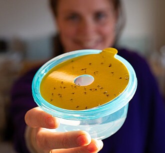 Kommunikasjonsrådgiver Anette Tjomsland gikk til krig mot hærmyggen i eget hjem. Insektene tiltrekkes av gule plastbokser med vannbad. En dråpe oppvaskmiddel bryter overflatespenningen i vannet, slik at hærmyggen drukner. Kommunikasjonsrådgiver Anette Tjomsland gikk til krig mot hærmyggen i eget hjem. Insektene tiltrekkes av gule plastbokser med vannbad. En dråpe oppvaskmiddel bryter overflatespenningen i vannet, slik at hærmyggen drukner.