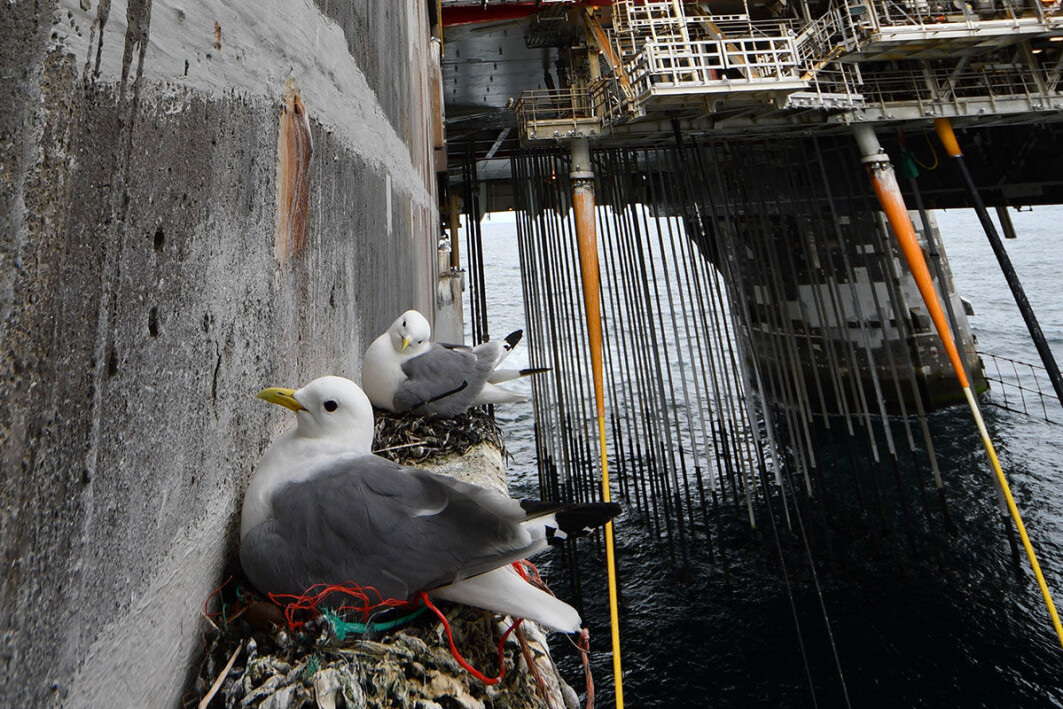 Recent studies have documented kittiwakes colonizing offshore oil rigs. Recent studies have documented kittiwakes colonizing offshore oil rigs.