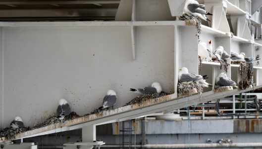 Researchers have collaborated with personnel at oil rigs in order to document the breeding of kittiwakes. Researchers have collaborated with personnel at oil rigs in order to document the breeding of kittiwakes.