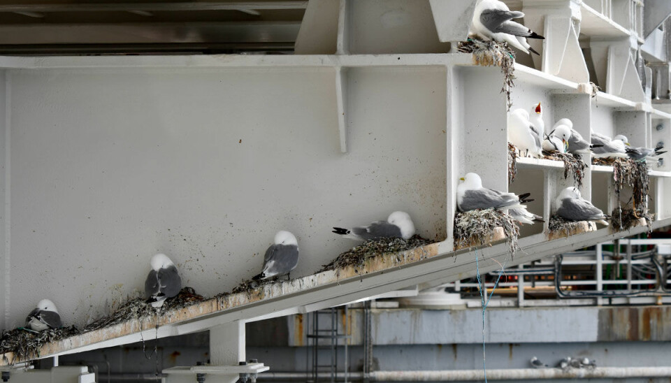 Researchers have collaborated with personnel at oil rigs in order to document the breeding of kittiwakes.