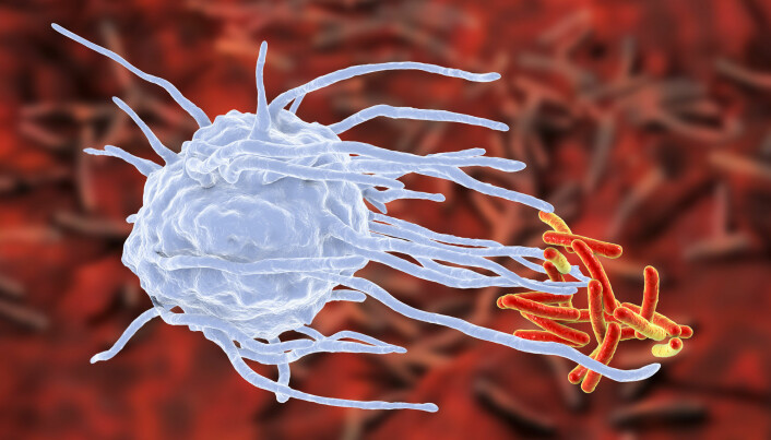 Makrofager (den hvite cellen) er en viktig del av det medfødte immunsystemet. På illustrasjonen er den i ferd med å uskadeliggjøre bakterier.
