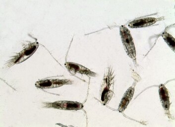 Disse ørsmå hoppekrepsene er babymaten som er dyrker opp og gir til tunfisk-yngel. I laboratoriet dyrker forskerne også planteplankton – som fôr for fôret. (Foto: SINTEF / Jan Ove Evjemo) Disse ørsmå hoppekrepsene er babymaten som er dyrker opp og gir til tunfisk-yngel. I laboratoriet dyrker forskerne også planteplankton – som fôr for fôret. (Foto: SINTEF / Jan Ove Evjemo)