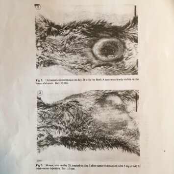 Seljelid viser fram forskningsartikkelen fra 1986. Der finnes bilder av den digre svulsten hos dyr som ikke fikk betaglukan. Og bilder av buken til mus som fikk. Der er bare arret igjen etter svulsten som vokste der bare et par uker før. Seljelid viser fram forskningsartikkelen fra 1986. Der finnes bilder av den digre svulsten hos dyr som ikke fikk betaglukan. Og bilder av buken til mus som fikk. Der er bare arret igjen etter svulsten som vokste der bare et par uker før.