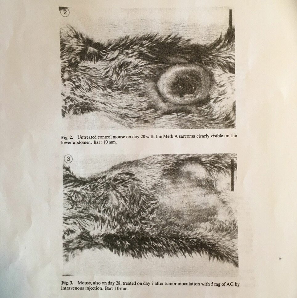 Seljelid viser fram forskningsartikkelen fra 1986. Der finnes bilder av den digre svulsten hos dyr som ikke fikk betaglukan. Og bilder av buken til mus som fikk. Der er bare arret igjen etter svulsten som vokste der bare et par uker før.