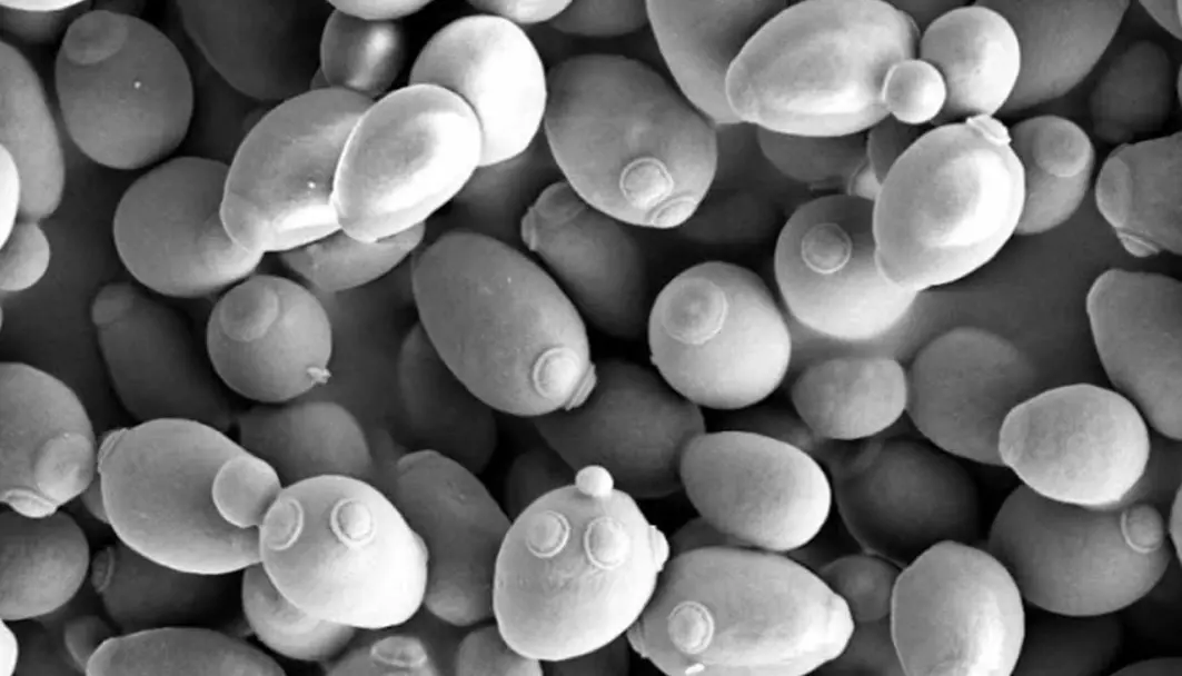 Beta-1,3/1,6-glukan finnes i celleveggen til vanslig bakegjær. På bildet ser du gjærceller sterkt forstørret. Det finnes også betaglukaner i mange andre sopper og planter, men dette er andre typer betaglukan med andre biologiske effekter.