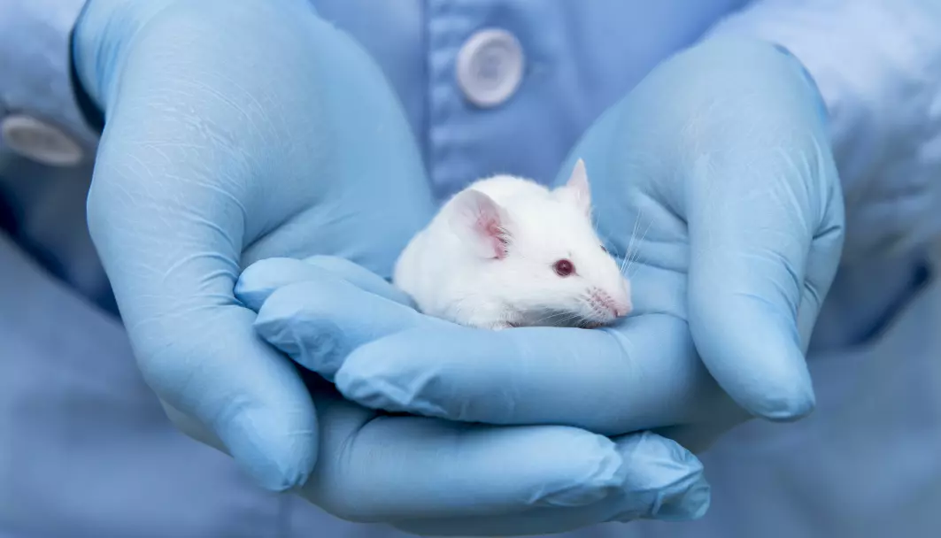 Mange studier viser at betaglukan har en effekt på mus og andre dyr. Men det er vanskelig å finne ut hvorfor og hvordan stoffet virker.
