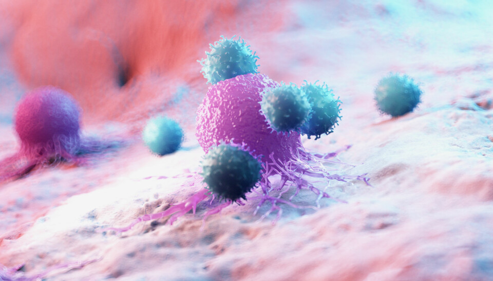 Illuatrasjonen viser T-celler som angriper en kreftcelle. T-cellene hører til det spesifikke immunsystemet, men det er slett ikke bare denne delen av immunsystemet som er viktig.