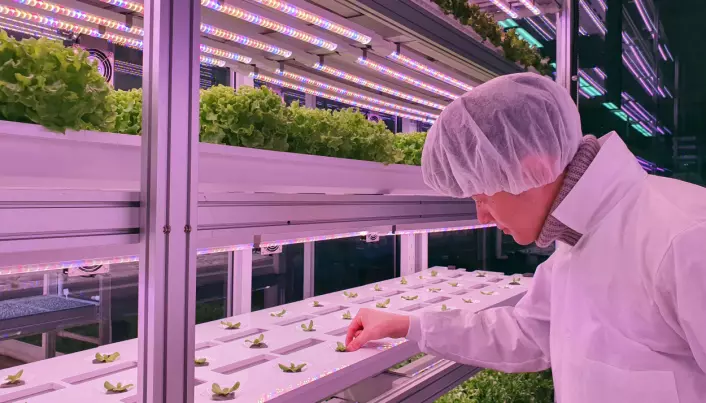 «Vertikalt landbruk» viser potensial: Skal framtidens grønnsaker dyrkes i høyhus?