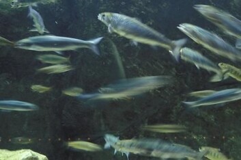 (Illustrasjonsfoto: Colourbox) (Illustrasjonsfoto: Colourbox)