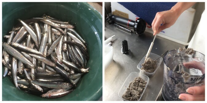 The samples were sent to the Institute of Marine Research for further analysis of nutritional composition. The samples were sent to the Institute of Marine Research for further analysis of nutritional composition.