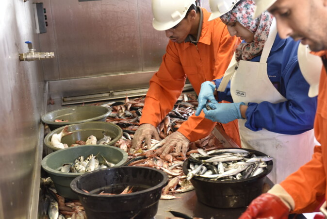 Sorting out the fish. Sorting out the fish.