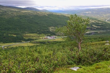 Småkrattet på Dovrefjell vokser til, og fjellskogen ekspanderer. (Foto: Anders Bryn/Skog og landskap) Småkrattet på Dovrefjell vokser til, og fjellskogen ekspanderer. (Foto: Anders Bryn/Skog og landskap)