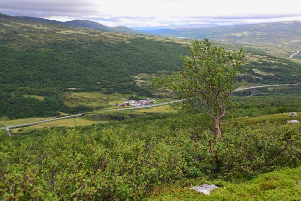 Småkrattet på Dovrefjell vokser til, og fjellskogen ekspanderer. (Foto: Anders Bryn/Skog og landskap)