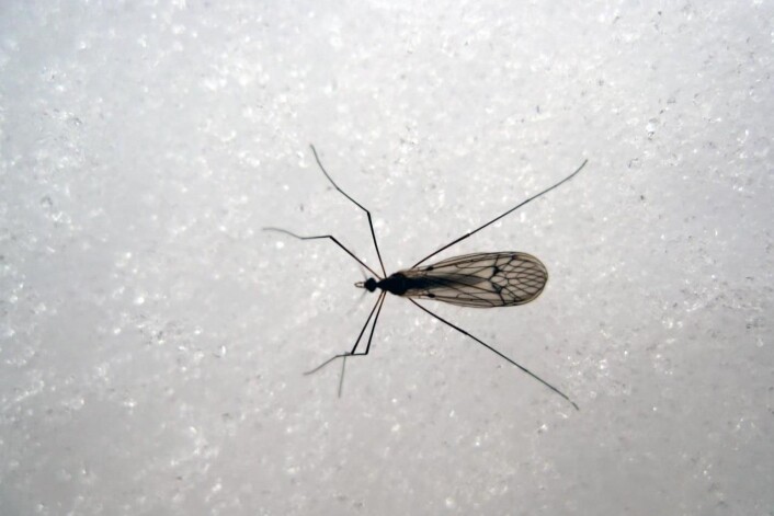 Vintermyggen, med det latinske navnet Trichoceridae. (Foto: Sigmund Hågvar) Vintermyggen, med det latinske navnet Trichoceridae. (Foto: Sigmund Hågvar)