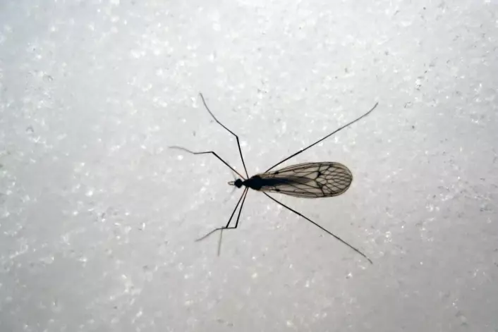 Vintermyggen, med det latinske navnet Trichoceridae. (Foto: Sigmund Hågvar)