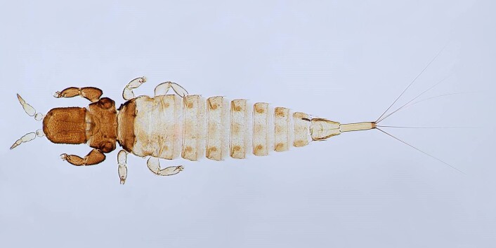 Urothrips kobroi. (Foto: Sverre Kobro) Urothrips kobroi. (Foto: Sverre Kobro)