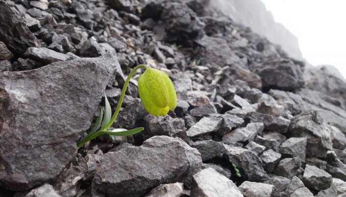Slik ser blomsten vanligvis ut. Slik ser blomsten vanligvis ut.