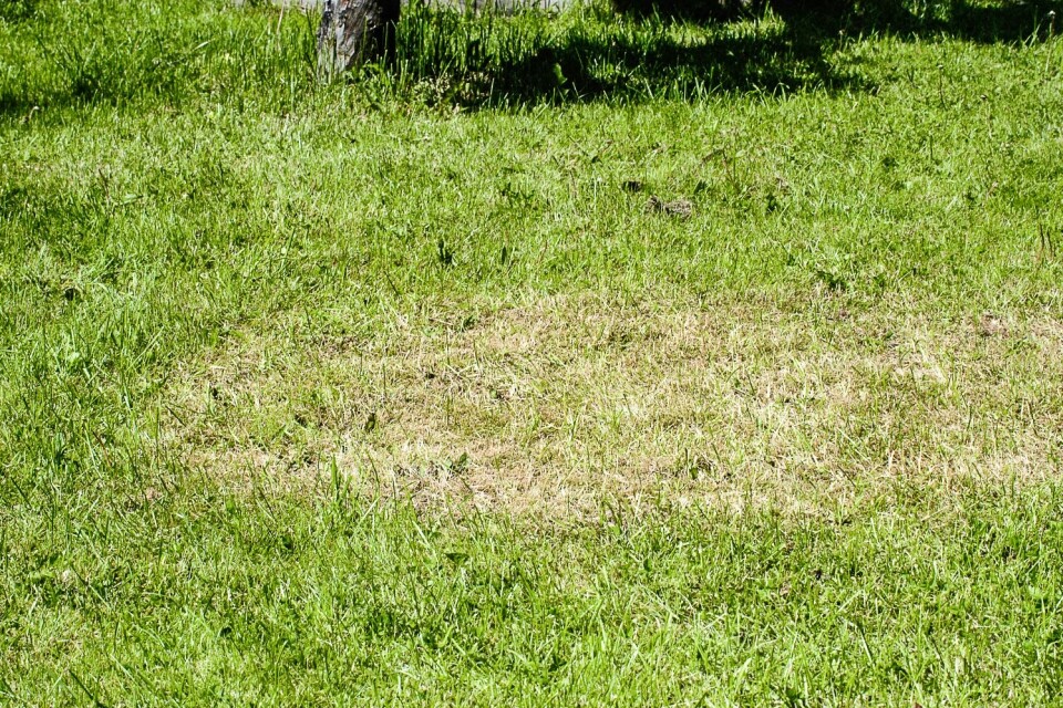 Gult gress forårsaket av hageoldenborre. (Foto: Erling Fløistad)