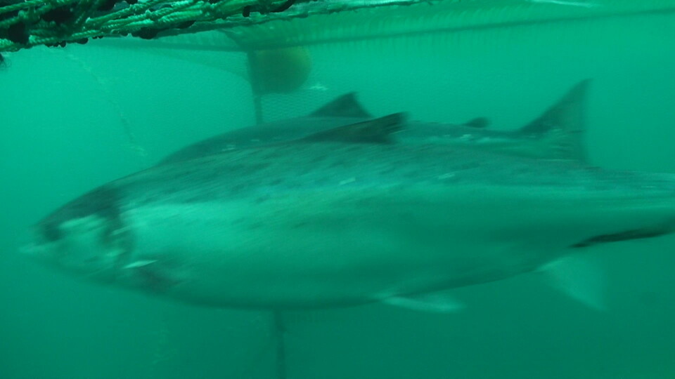 To atlantiske laks svømmer igjennom en åpen trål. (Foto: SALSEA-Merge)