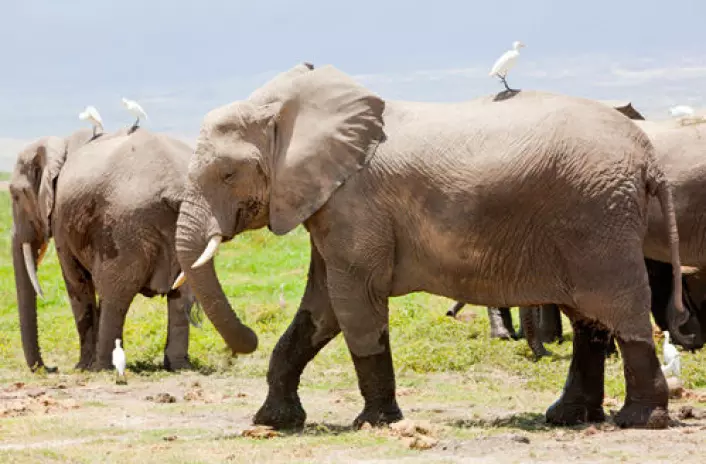 Elefantene har en sjette tå. (Foto: iStockphoto)