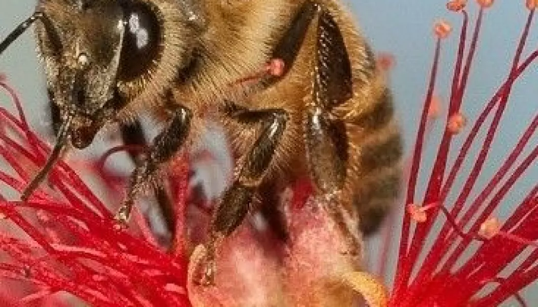 Virus samarbeider med midd om å drepe bier