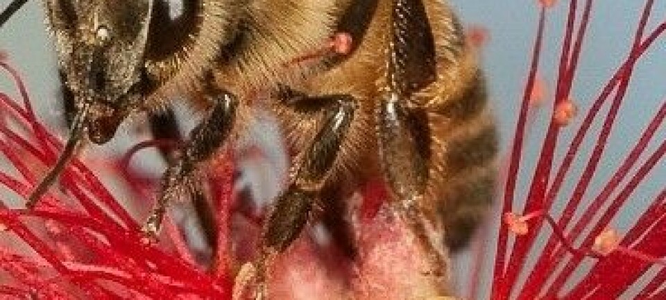 Forskere verden over prøver hardt å finne årsaken til at honningbier dør i store mengder. Christofer Bang