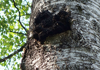 Chaga: myth-enshrouded fungus may become possible future cancer treatment