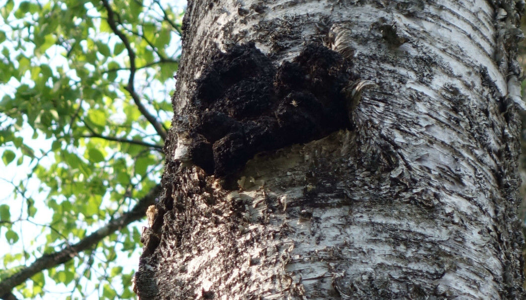 Chaga, here pictured on a birch tree, has been used as folk medicine around the world. Chaga, here pictured on a birch tree, has been used as folk medicine around the world.
