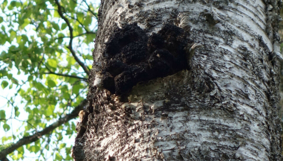 Chaga, here pictured on a birch tree, has been used as folk medicine around the world.