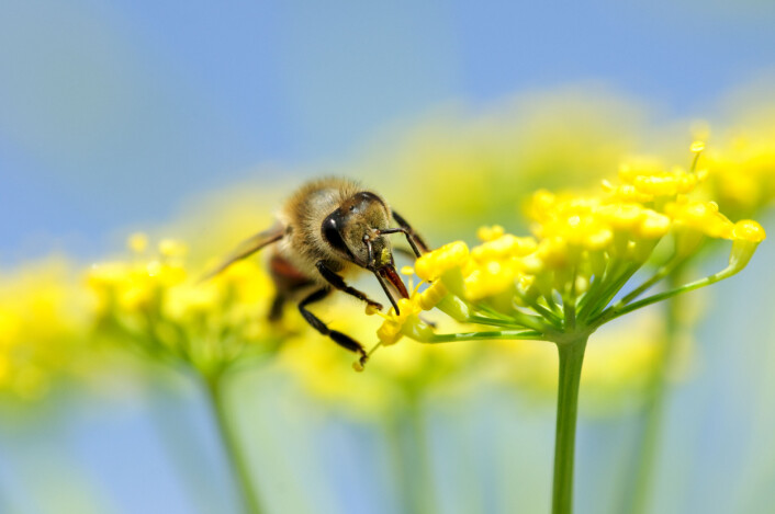 Planter praktiserer sikker sex. Hunnplanten har en del av kjønnsorganet sitt, arret, ute i friluft så de kan motta hundrevis av friere - pollenkorn. Her kommer pollenet med en bie. Foto: (Foto: Elemental Imaging) Planter praktiserer sikker sex. Hunnplanten har en del av kjønnsorganet sitt, arret, ute i friluft så de kan motta hundrevis av friere - pollenkorn. Her kommer pollenet med en bie. Foto: (Foto: Elemental Imaging)