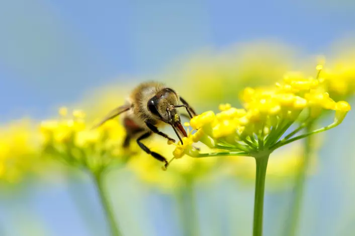 Planter praktiserer sikker sex. Hunnplanten har en del av kjønnsorganet sitt, arret, ute i friluft så de kan motta hundrevis av friere - pollenkorn. Her kommer pollenet med en bie. Foto: (Foto: Elemental Imaging)
