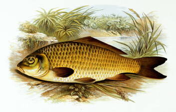 Karpen, den velkjente fisken med barter, har en egen tyggemekanisme som hjelper den spise både plantefôr og dyr. Mekanismen ble beskrevet av en nysgjerrig sjel tidlig på 1900-tallet. (Foto: (Bilde: Wikimedia Commons)) Karpen, den velkjente fisken med barter, har en egen tyggemekanisme som hjelper den spise både plantefôr og dyr. Mekanismen ble beskrevet av en nysgjerrig sjel tidlig på 1900-tallet. (Foto: (Bilde: Wikimedia Commons))