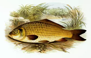 Karpen, den velkjente fisken med barter, har en egen tyggemekanisme som hjelper den spise både plantefôr og dyr. Mekanismen ble beskrevet av en nysgjerrig sjel tidlig på 1900-tallet. (Foto: (Bilde: Wikimedia Commons))