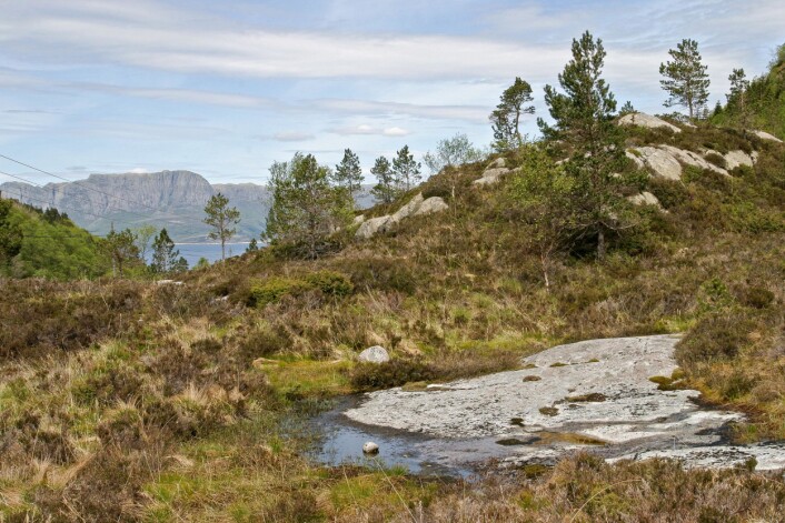 Kystlyngheier som gror til med bjørk og furu er med på å øke skogarealet i Sogn og Fjordane. Fra Rutledal i Gulen kommune. (Foto: John Yngvar Larsson / Skog og landskap) Kystlyngheier som gror til med bjørk og furu er med på å øke skogarealet i Sogn og Fjordane. Fra Rutledal i Gulen kommune. (Foto: John Yngvar Larsson / Skog og landskap)