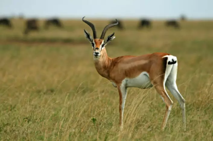Mindre antiloper som grantgaselle kan ha blitt jaktbytte for tidlige mennesker. Store dyr som gnuer kan ha vært vanskeligere å felle. (Foto: iStockphoto.com)