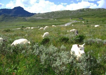 Geiter er robuste husdyr som egner seg godt for utmarksbeite. (Foto: Anders Bryn/Skog og landskap) Geiter er robuste husdyr som egner seg godt for utmarksbeite. (Foto: Anders Bryn/Skog og landskap)