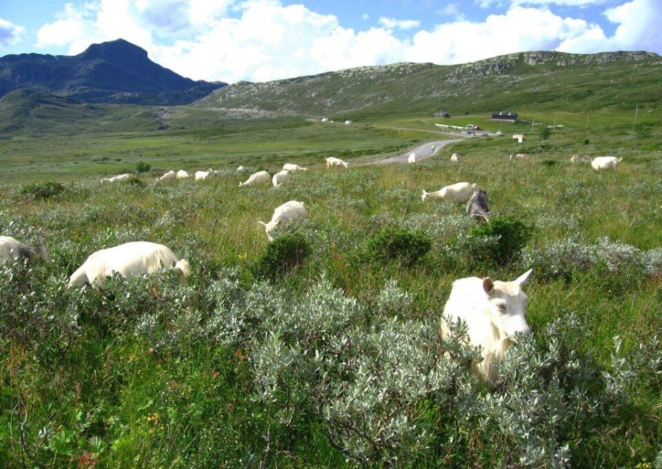 Geiter er robuste husdyr som egner seg godt for utmarksbeite. (Foto: Anders Bryn/Skog og landskap)