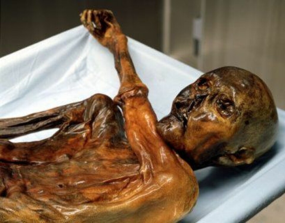5000 år gamle Ötzi ble funnet nedfrosset i alpene på grensa mellom Østerrike og Italia. Mageinnhold fra Ötzi har bidratt til å kvalitetssikre data fra forsteinet avføring i den nye studien i PLOS ONE. (Foto: Wikimedia commons)