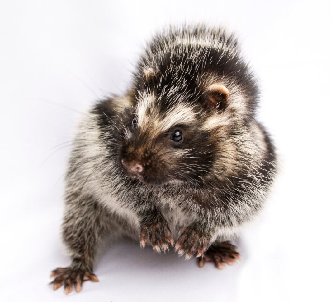 Den afrikanske giftrotta (Lophiomys imhausi) har en svært giftig pels. Den afrikanske giftrotta (Lophiomys imhausi) har en svært giftig pels.