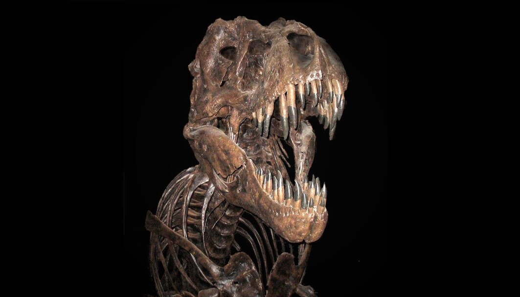 Tyrannosaurus Rex ble diger. Vokste den i samme takt som andre dinosaurer? Tyrannosaurus Rex ble diger. Vokste den i samme takt som andre dinosaurer?