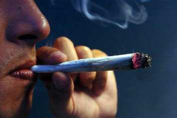Det endocannabinoide systemet har navnet sitt fra ordet cannabis. Det er de samme signalveiene som stimuleres når man spiser fet mat som når man røyker cannabis. Aktivering av det endocannabinoide systemet gjør at cannabisrøykere får en voldsom trang til å spise fet mat. (Foto: Colourbox) Det endocannabinoide systemet har navnet sitt fra ordet cannabis. Det er de samme signalveiene som stimuleres når man spiser fet mat som når man røyker cannabis. Aktivering av det endocannabinoide systemet gjør at cannabisrøykere får en voldsom trang til å spise fet mat. (Foto: Colourbox)