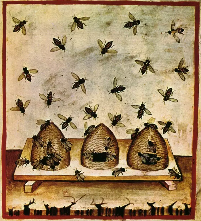 Bier og bikuber på illustrasjon fra 1300-tallet.