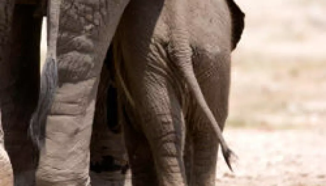 Elefantenes sjette tå