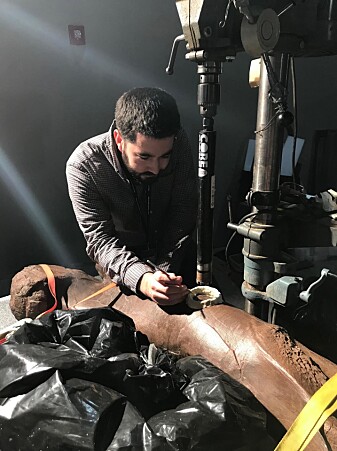 Her er Tom Cullen i gang med å ta en prøve av lårbeinet til Sue. Her er Tom Cullen i gang med å ta en prøve av lårbeinet til Sue.