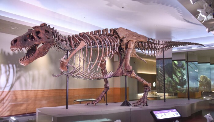 Tyrannosaurus rexen Sue ved The Field Museum i USA. Tyrannosaurus rexen Sue ved The Field Museum i USA.
