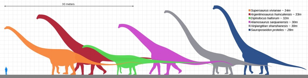 Sammenligning av et menneske og de største sauropodene. Sauroposeidon (helt til høyre) var antagelig den høyeste, mens argentinosaurus (i rødt) kan ha vært tyngst. Sammenligning av et menneske og de største sauropodene. Sauroposeidon (helt til høyre) var antagelig den høyeste, mens argentinosaurus (i rødt) kan ha vært tyngst.