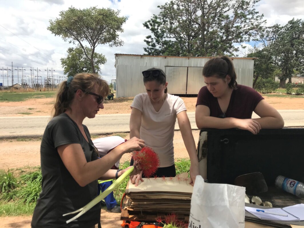 Botaniker Charlotte Sletten Bjorå (t.v.) viser en Scadoxus multiflorus til Karianne Uttgaard og Malin Sævareid. Alle har de bidratt til viktig, ny kunnskap om afrikanske liljer. Botaniker Charlotte Sletten Bjorå (t.v.) viser en Scadoxus multiflorus til Karianne Uttgaard og Malin Sævareid. Alle har de bidratt til viktig, ny kunnskap om afrikanske liljer.