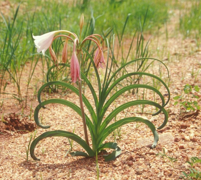 Crinum luangwense er en ny art, beskrevet og navnsatt av Karianne Uttgaard. Crinum luangwense er en ny art, beskrevet og navnsatt av Karianne Uttgaard.