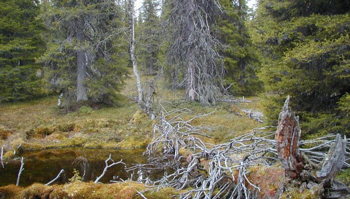 Eldre trær og døde trær er viktige levesteder for mange skogsarter. Eldre trær og døde trær er viktige levesteder for mange skogsarter.
